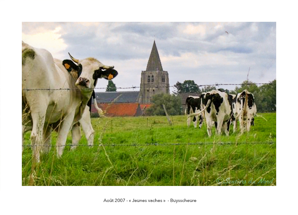 vache